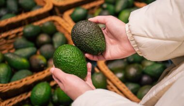 New Zealand avocado harvest tipped to hit 8 million trays this season