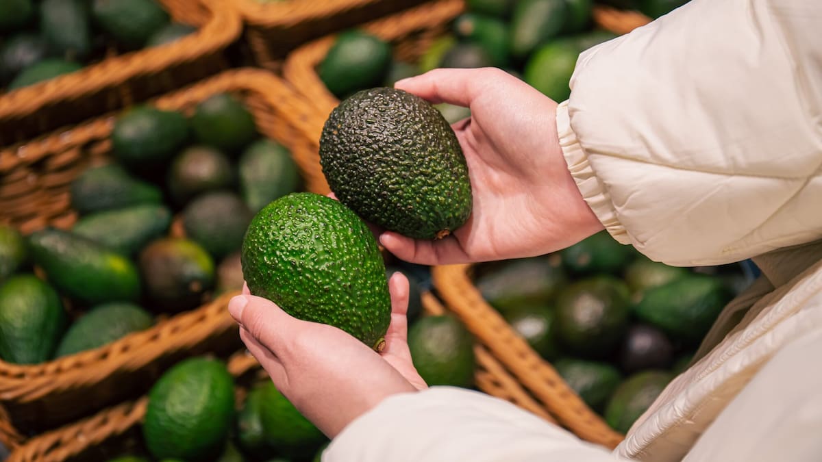 New Zealand avocado harvest tipped to hit 8 million trays this season