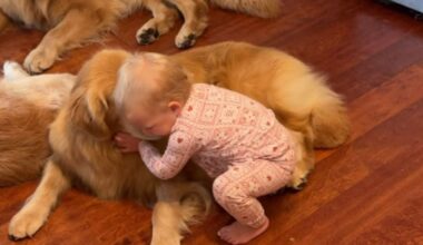 Toddler's Morning Ritual With Golden Retrievers Involves Different Greetings