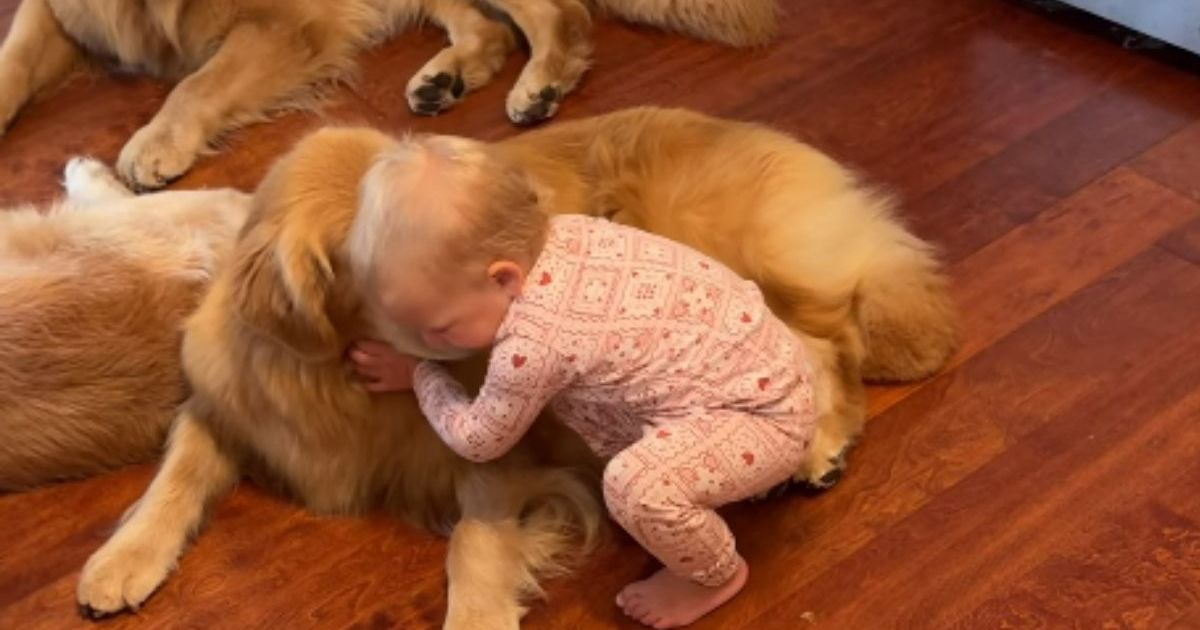 Toddler's Morning Ritual With Golden Retrievers Involves Different Greetings