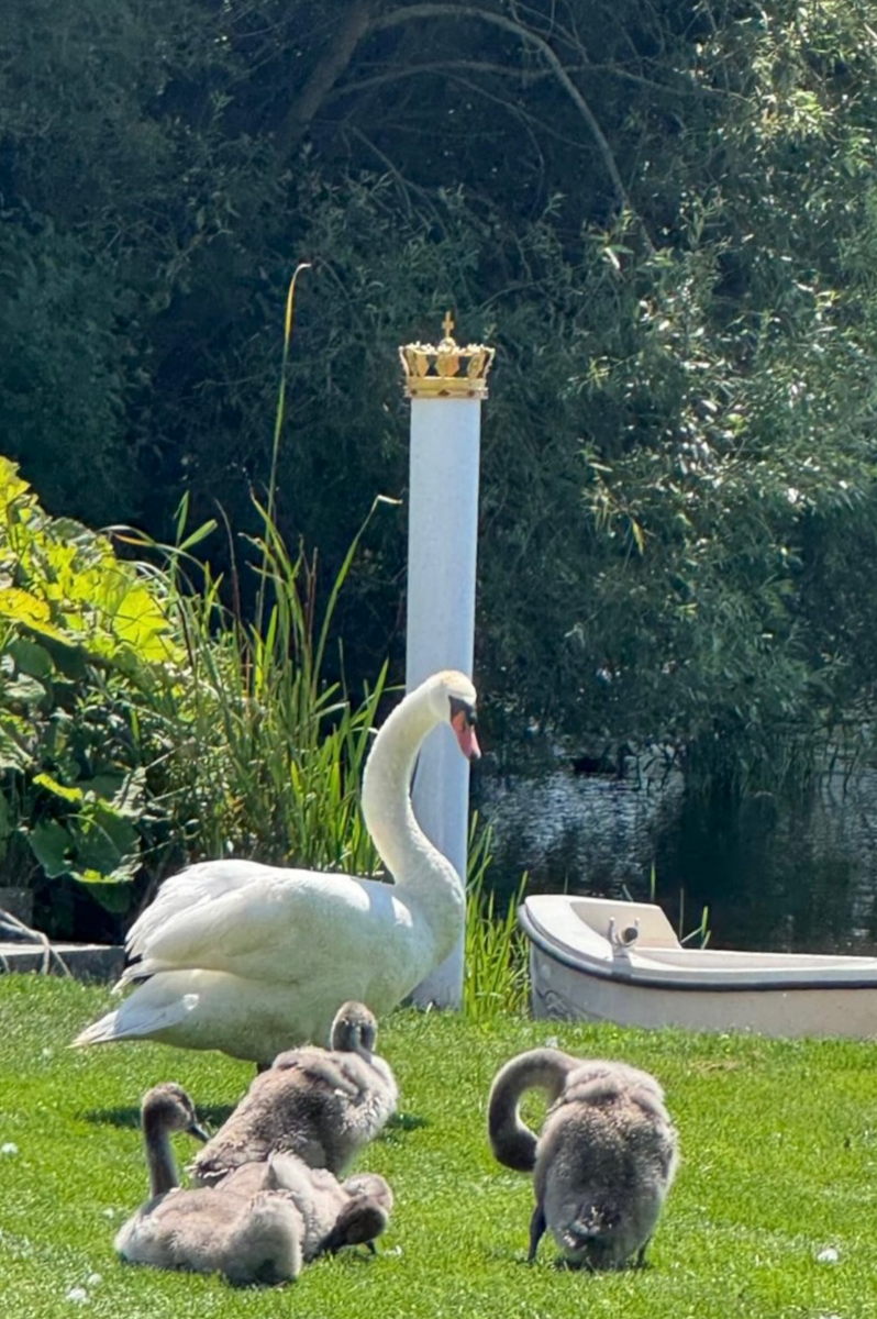 A graceful swan watched over her cygnets on the picturesque grounds of Gråsten Palace, one of the Danish royal family's favorite summer retreats.