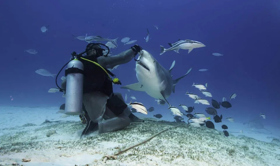Bull shark feeding dive in Playa Del Carmen on the Yucatan Peninsula Mexico. Image shows the feeder in a chainmail suit feeding the shark surrounded by tropical fish.