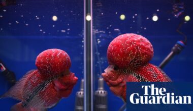 Biodiversity fears as human-bred hybrid fish integrate into Philippines lake | Invasive species