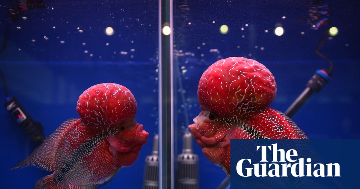Biodiversity fears as human-bred hybrid fish integrate into Philippines lake | Invasive species