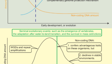 Non-coding DNA dynamics and its roles as a physical barrier in genome safeguarding across early development and evolution