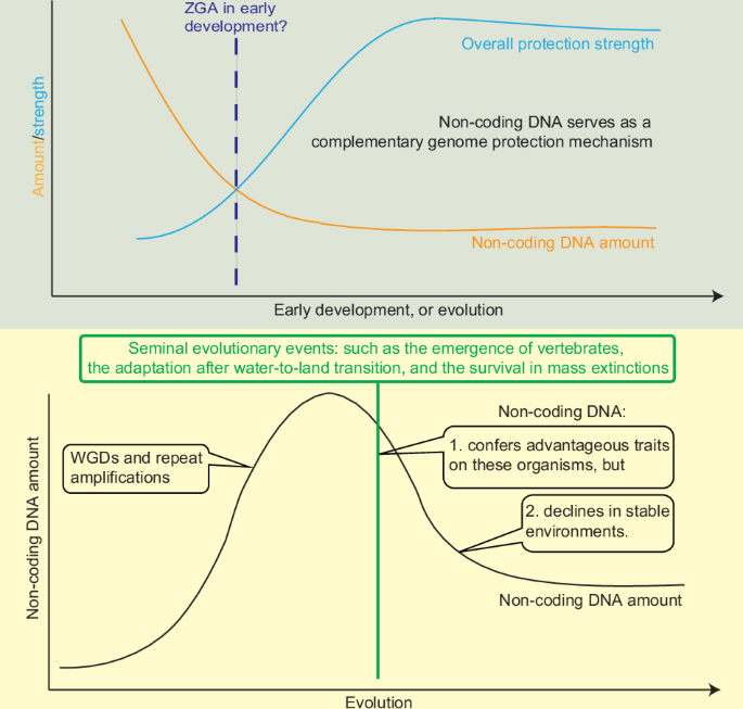 Non-coding DNA dynamics and its roles as a physical barrier in genome safeguarding across early development and evolution