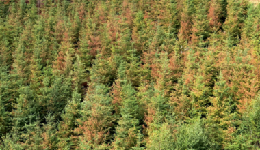 Extreme heat and the limits of tree and forest resilience