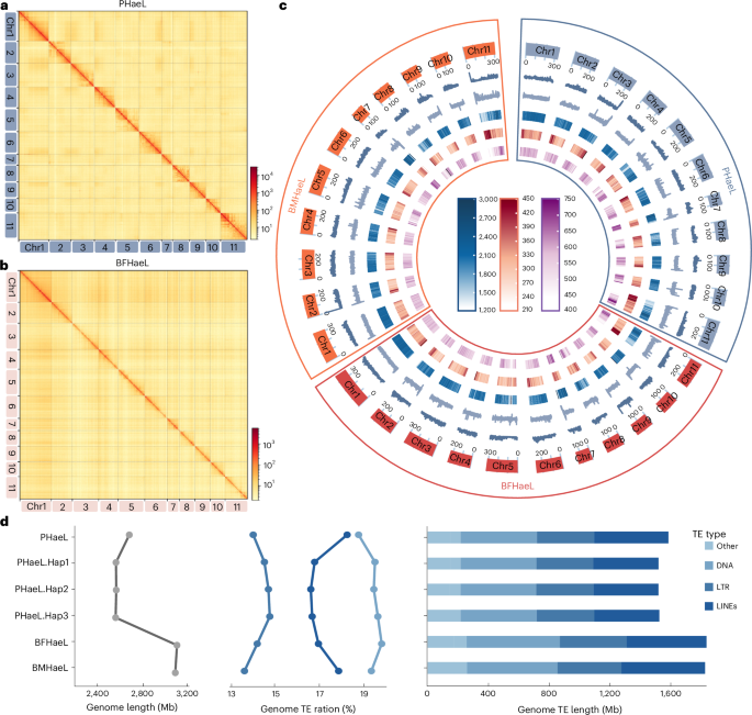 Genomic and evolutionary basis of parthenogenesis in a disease-vector tick species