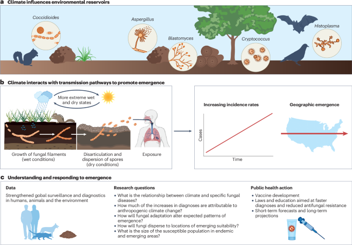 Emergence of human pathogenic fungi in a changing climate