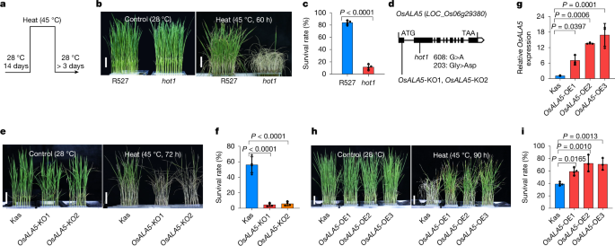Heat-triggered phospholipid flipping stabilizes plasma membrane fluidity