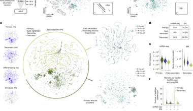 A global molecular code for birth order and neuronal identity in Drosophila