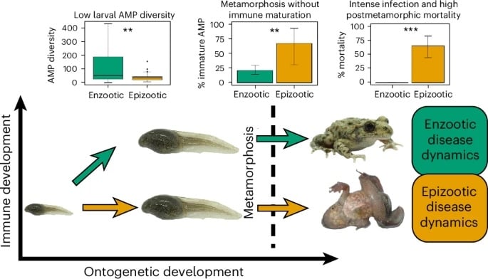 Some Toads Can Survive a Fungus That Is Pushing Most Frog Species to Extinction. Now, Scientists Have Figured Out How