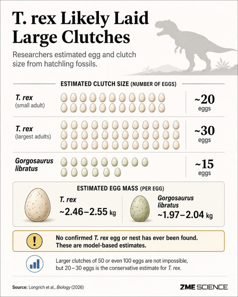 Infographic showing likely amounts of eggs laid by t rex and gorgosaurus females