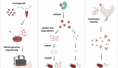 Candidatus Bartonella xiongi influences iron homeostasis in the hematophagous mite Dermanyssus gallinae, affecting its reproduction