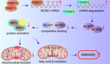 RBM15 impairs Hepatic Mitochondria and β-Oxidation through m6A-dependent degradation of MCM3 mRNA