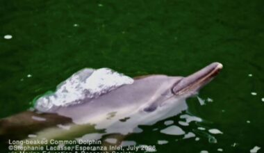A rare juvenile long-beaked common dolphin was spotted in Esperanza Inlet on the northwest coast of Vancouver Island, July 2026. (Stephanie Lacasse/Contributor)