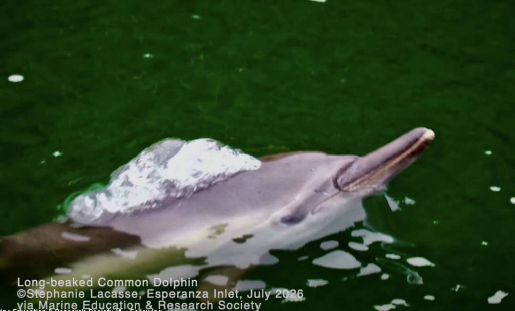 A rare juvenile long-beaked common dolphin was spotted in Esperanza Inlet on the northwest coast of Vancouver Island, July 2026. (Stephanie Lacasse/Contributor)