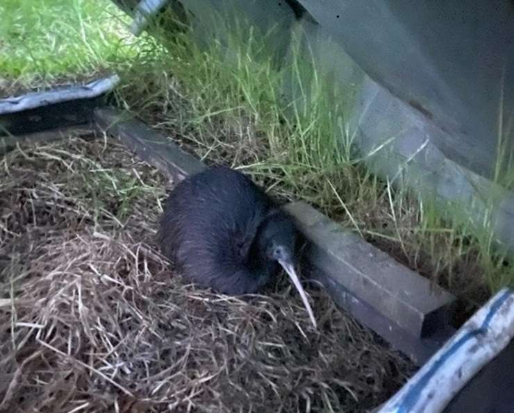 Kiwi brawling in the middle of the day in the garden of Northland homeowner Karin Matthews. Video / Supplied