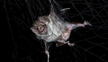 11-Year-Old Boy Woke Up to Find a Bat Laying Across His Face. 19 Days Later, He Died from Rabies