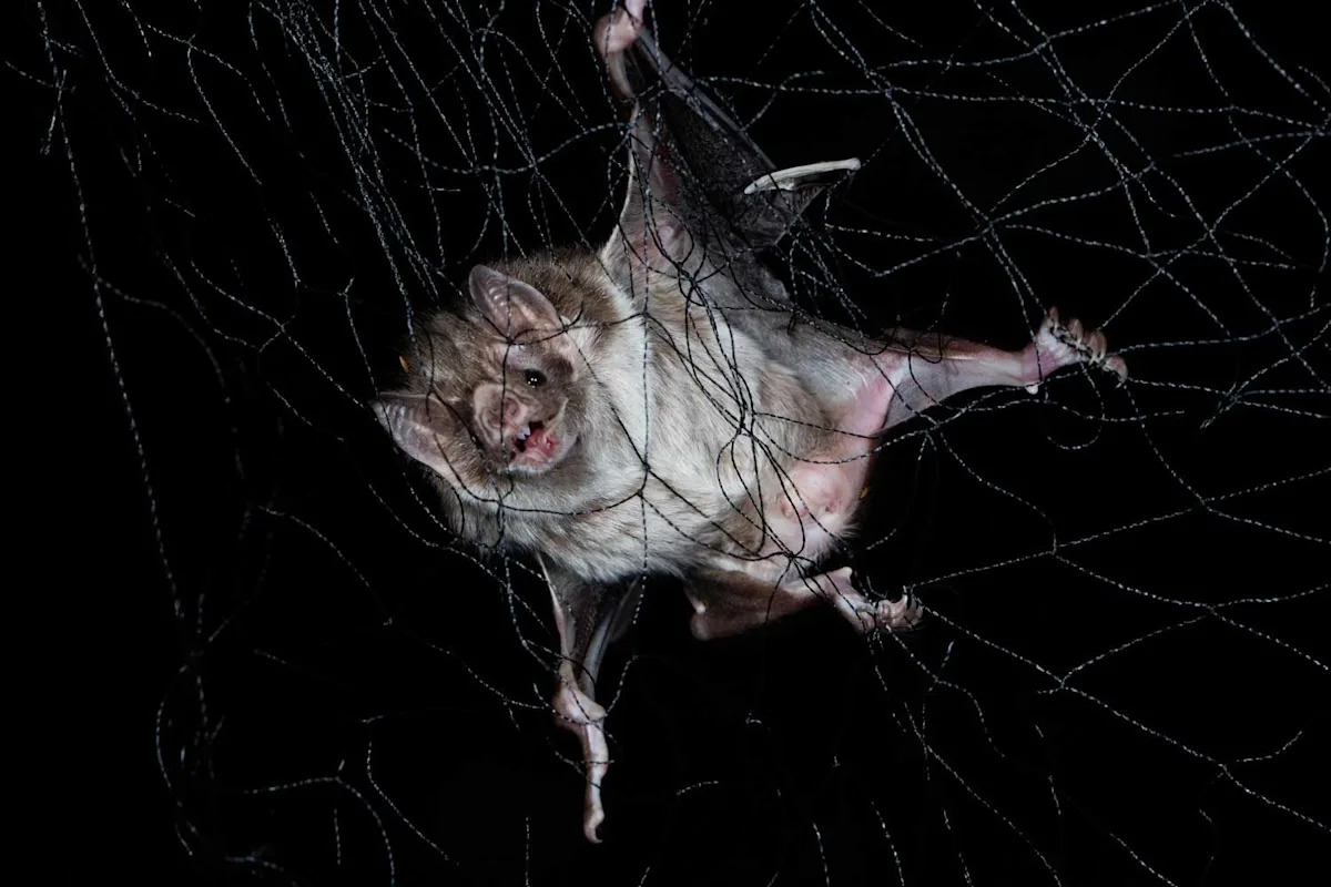 11-Year-Old Boy Woke Up to Find a Bat Laying Across His Face. 19 Days Later, He Died from Rabies