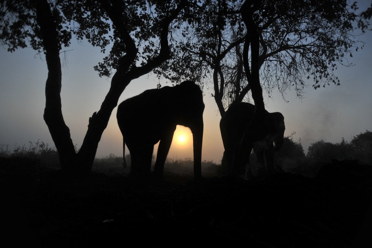 ‘Nowhere left for us to run’: Same wild elephant keeps returning to village to kill four members of a family over 14 years