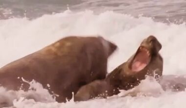 Southern elephant seals