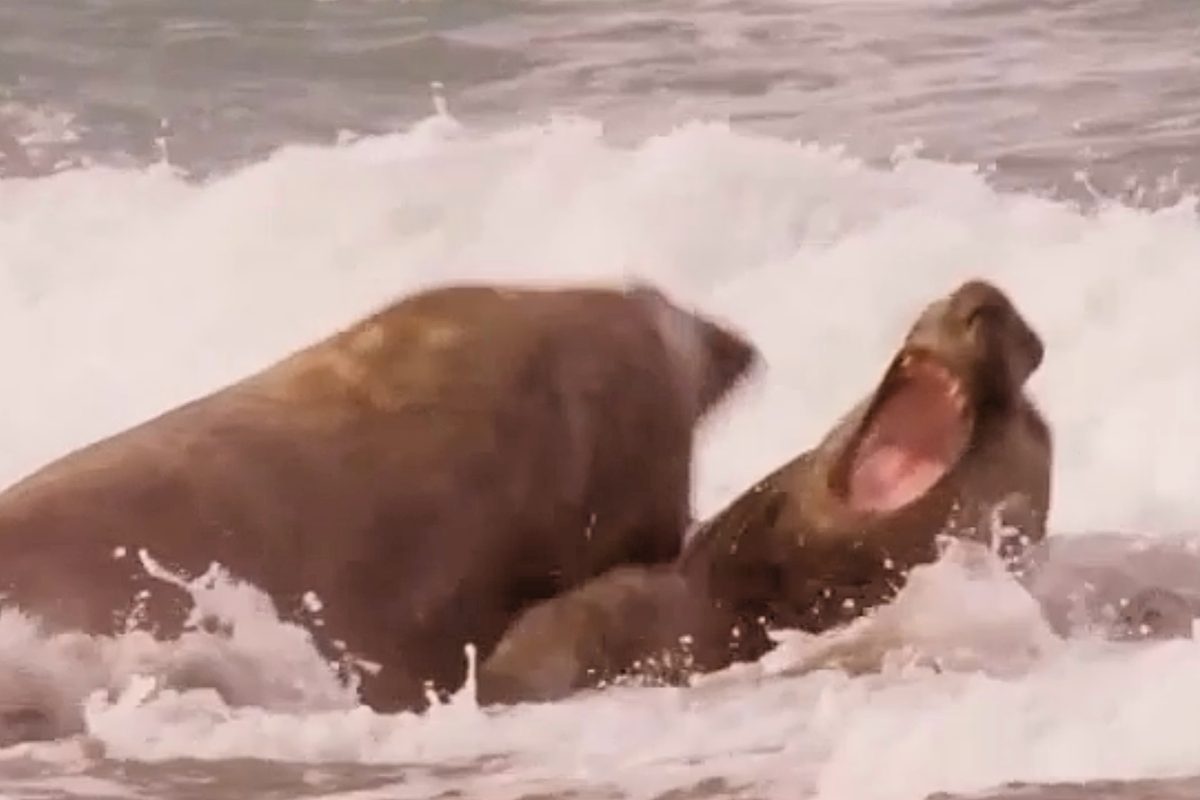 Southern elephant seals