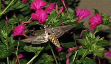 These Moths Smell Flowers Through Their Wings, Study Finds