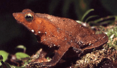 Rhinella proboscidea