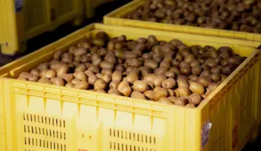 Kiwifruit company Dosanjh Horticulture Limited and director to pay $135k for labour breaches
