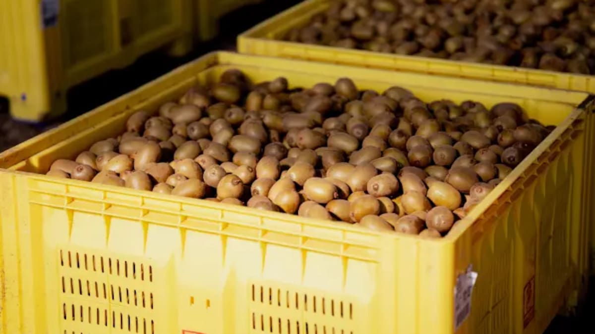 Kiwifruit company Dosanjh Horticulture Limited and director to pay $135k for labour breaches