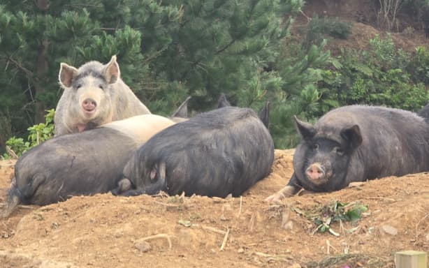 The 70 or so pigs had gone into the care of HUHA