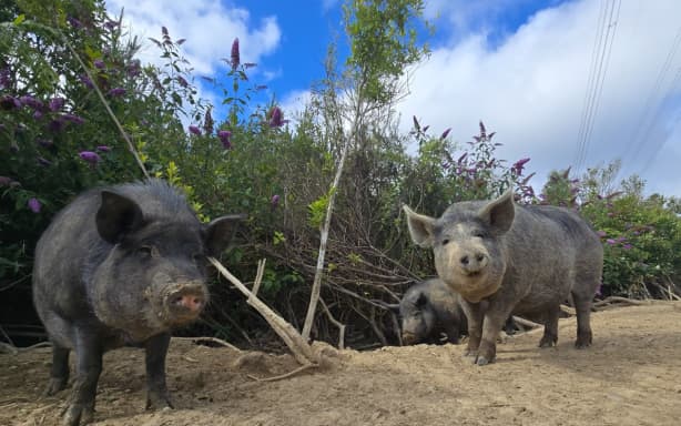The 70 or so pigs had gone into the care of HUHA