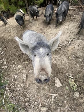The female pigs are now being desexed after wild boar break ins.
