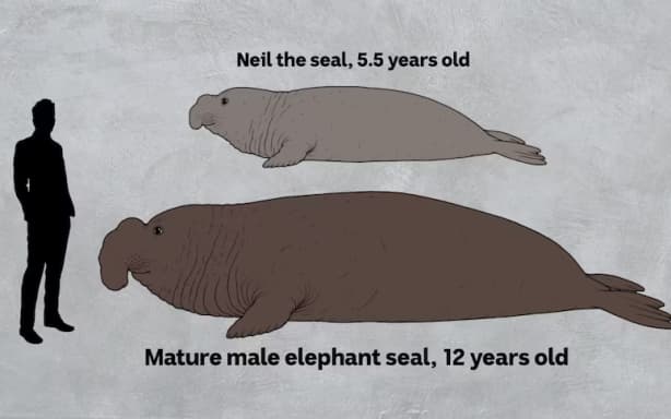 Neil the seal is expected to grow much larger, as shown in this graphic depicting his 2026 size alongside that of a full-grown male elephant seal at 12 years old. (ABC News: Hamed Akrami)