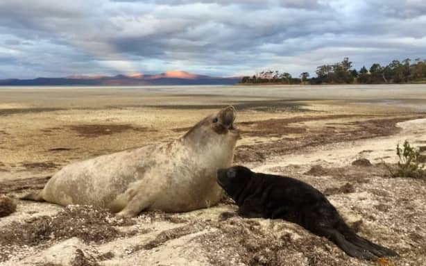 Neil the juvenile elephant seal, with his mother, in October 2020. (Supplied: Department of Natural Resources and Environment Tasmania)