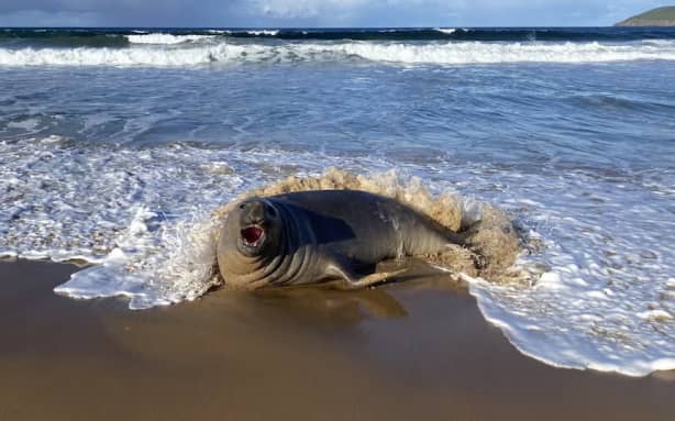Neil the seal pictured shortly before he returned to the sea in early July. (Facebook: NRE Tas)