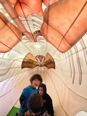 Children got to step inside a life-sized humpback whale to learn about makes these giants of the ocean unique.