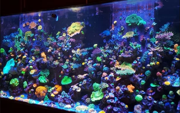 Chris Wade's aquarium at home. (Supplied)