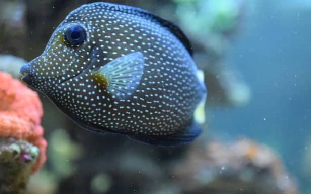 Gemmy is a tropical Gem Tang, a highly prized specimen known for its rarity. (Supplied)