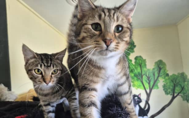 Ruahine Animal Rescue has rehomed 261 animals since it opened in December 2024.