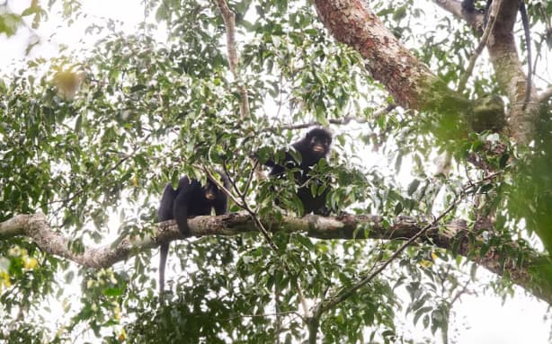 Colobus congoensis now faces habitat loss and conservation concerns. (Supplied: Daniel Rosengre/Frankfurt Zoological Society)