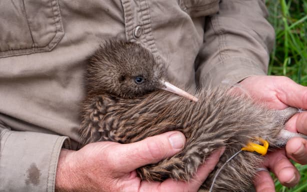A tokoeka undergoing a health check. Credit: Supplied / Orokonui Ecosanctuary.