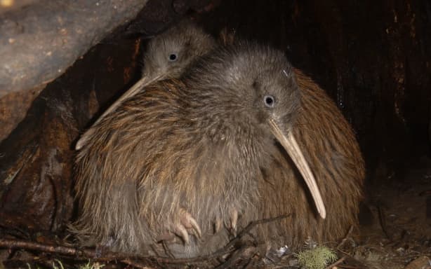Haast tokoeka is the rarest of four types of tokoeka kiwi. Credit: Supplied / Orokonui Ecosanctuary.