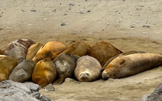 A group of elephant seals captured near Davis Station.