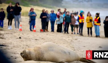 Neil the seal 'may have moved on', Tasmanian wildlife experts say
