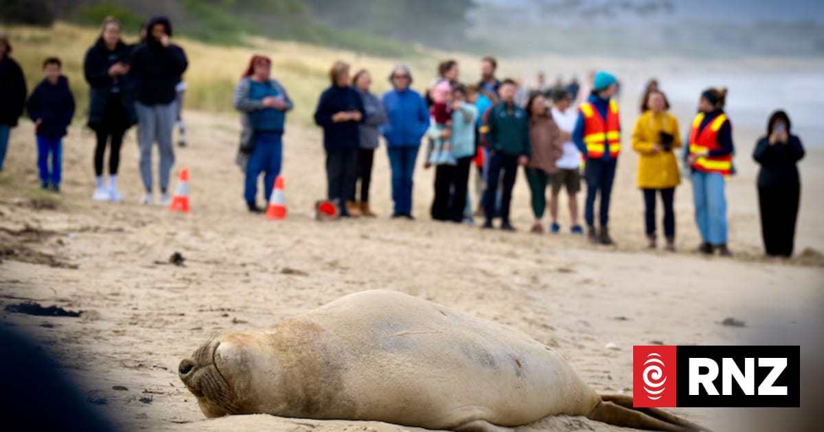 Neil the seal 'may have moved on', Tasmanian wildlife experts say