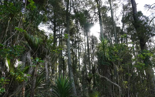 The understorey is dense in a stand of kahikatea fenced off for the past 60 years.