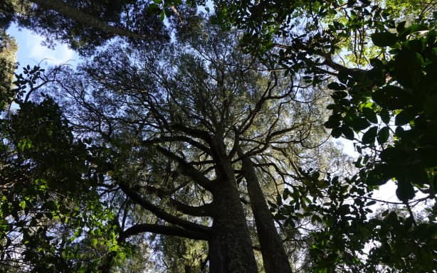 A pair of kahikatea are silhouetted against the sky.