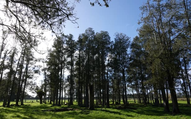 A smaller stand of kahikatea next to the existing State Highway 1.